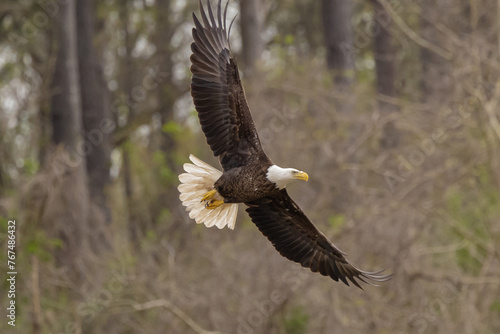 American Bald Eagle is soaring over natural environment at West Point Dam in Alabama.