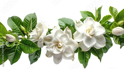 gardenia flower white background isolated ,Generative ai,