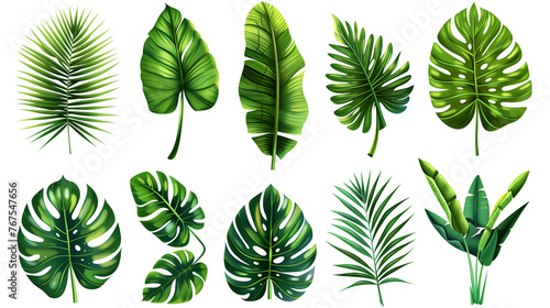 set of green leaves, tropical leaves on white