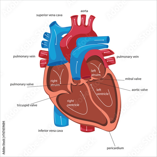 heart vector labeled