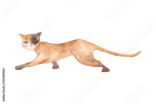 A red cat with a brown spot on its muzzle is sneaking around. Watercolor illustration drawn by hand on white background.