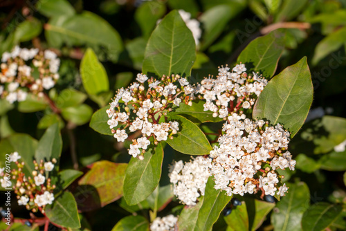 Viburnum tinus, laurustinus, laurustine or laurestine is a species of flowering plant in the family Adoxaceae, native to the Mediterranean region of Europe and North Africa.