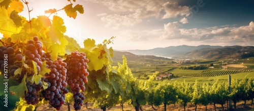 Sunlit Vineyard with Ripe Grapes Ready for Harvest