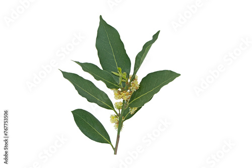 Blooming branch of the bay laurel (Laurus nobilis) is an aromatic evergreen tree or large shrub in Mesitrranean basin