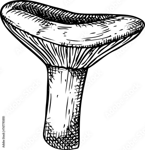 Hand-drawn mushroom sketch. Autumn forest plant vector illustration in vinatge style