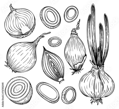 Set onions sketch. Shallots. Onion spice vegetable. Slices cut half. Hand drawn vector illustration.