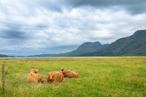 Landscape with Highland cattle lying in the grass in North West Highlands, Scotland UK