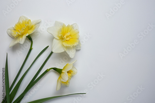 Spring floral background. Frame of narcissus or daffodil flowers ona white background. Top view flat lay. Space for text. Easter concept, International Women's Day, holiday. Card with flowers. 