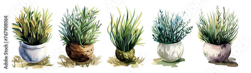 Watercolor style plants