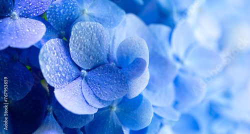Blue Hydrangea (Hydrangea macrophylla) or Hortensia flower with dew in slight color variations ranging from blue to purple. Shallow depth of field for soft dreamy feel.