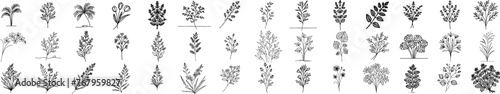 wild flowers and herbs hand-drawn thin line minimalist floral designs black vector laser cutting engraving