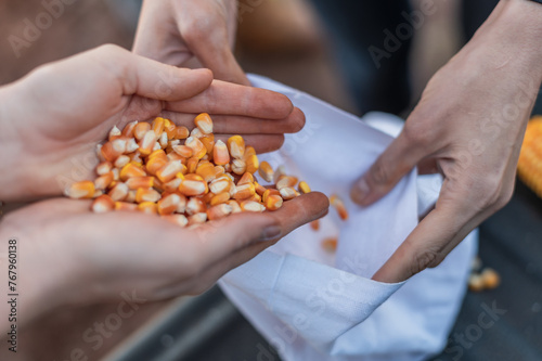person holding a handful of corn