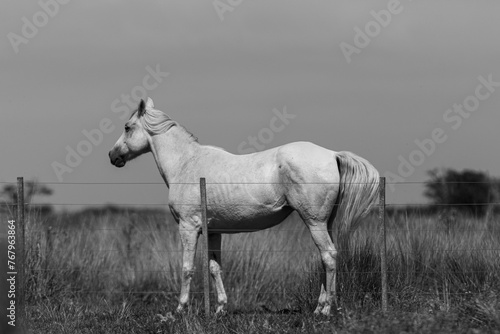 un caballo en el gran campo