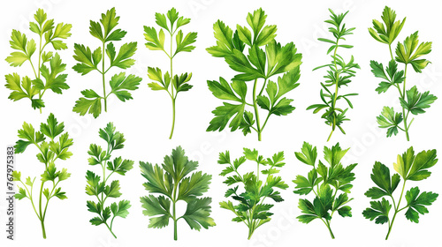 Mediterranean herbs and spices set of fresh, healthy parsley leaves, twigs, and a small bunch isolated over a white background, cooking, food or diet and nutrition design elements.