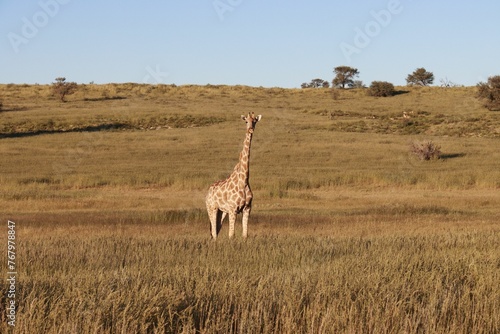 Image features a giraffe standing in a lush field on a sunny day