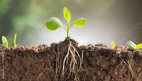 土を断面に切り生えたばかりの新芽の根が見える