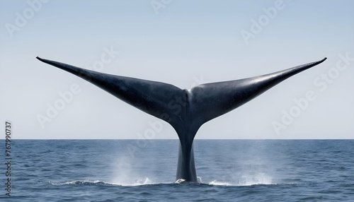 A Blue Whale With Its Tail Fin Above The Water Re