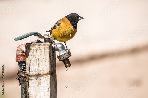 Pájaro amarillo con cabeza negra parado sobre una canilla con agua mirando hacia el costado. 