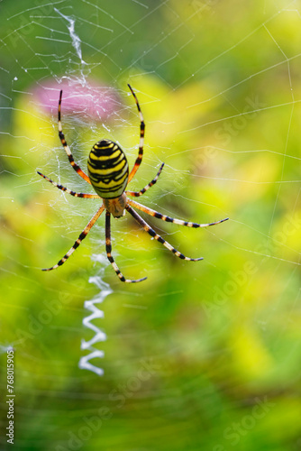 Araignée jaune et noire sur sa toile