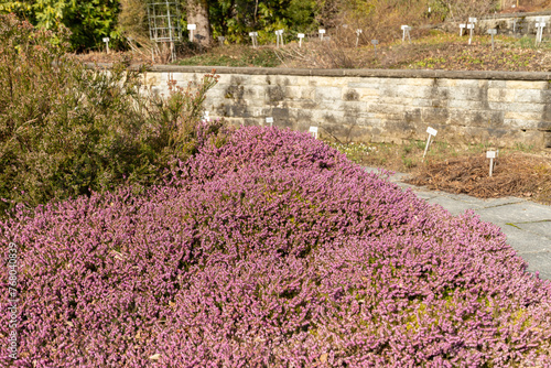 Winter heath or Erica Carnea plant in Saint Gallen in Switzerland