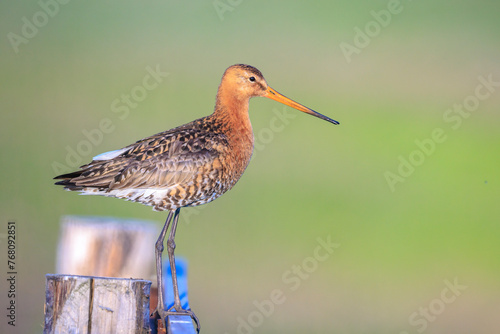 Black-tailed godwit Limosa Limosa foraging in a green meadow