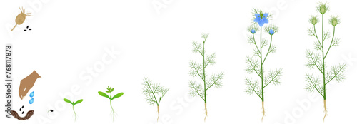 Cycle of growth of nigella damask plant isolated on a white background..eps