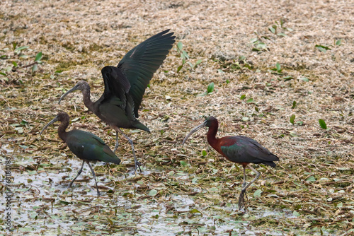 Glossy ibis (Ibis kasztanowaty) perch on ther Indus River, Pakistan 