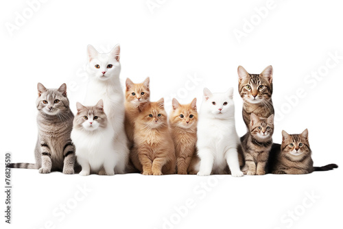 pets domestic banner group white advertisement animal billboard bird blank board rabbit canino cat collection copy space dog empty felino frog hare horizontal isolated lizzard mammal many message