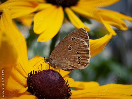 Butterfly on a yellow rudbeckia flower in the garden.