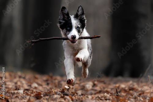 border collie blue merle bieg las patyk