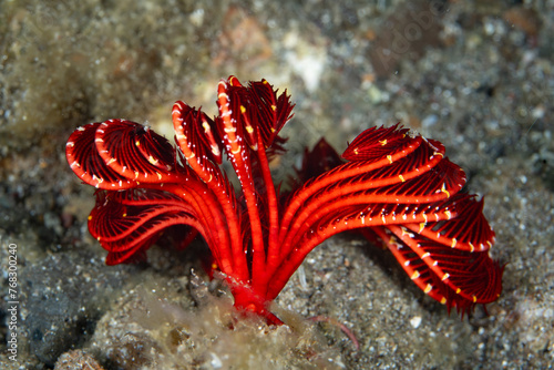 A bright red feather star, or crinoid, waits for food to drift near its articulated arms in Raja Ampat, Indonesia. Crinoids are ancient echinoderms found throughout the oceans.