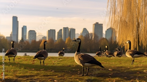 Canada Geese grazing in the Jericho Beach Park