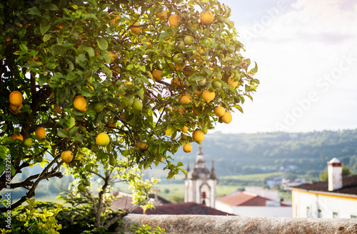 Lemon tree in the sun in the city of Obidos in Portugal