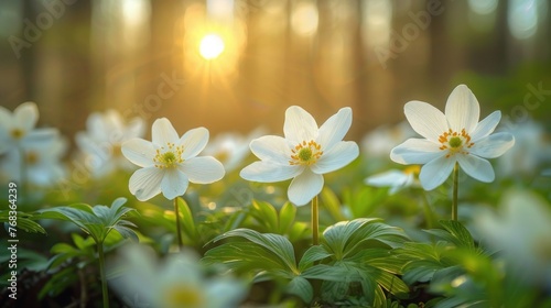 Spring Forest's Anemones and Primroses: A Close-Up of Beautiful White Flowers in Sunlight