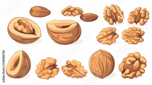 Walnuts kernels and whole walnuts .. Flat vector isolated