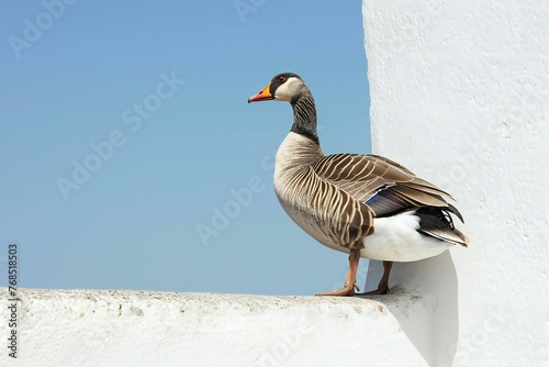 A greylag goose, Anser anser, standing on a wall