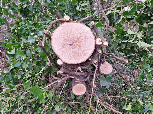 stump of sawn-off tree with visible annual rings in a forest