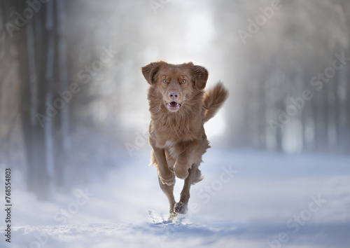 jumping toller in snowy surroundings