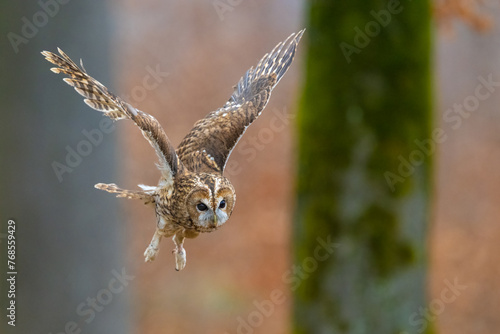 Flying Tawny Owl. Strix aluco, Bohemian Moravian Highland.