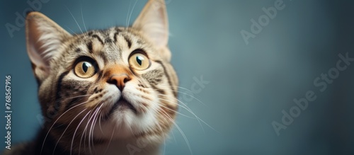 A close-up of a tabby cat displaying a surprised look on its face, with wide eyes and an expression of astonishment. The cat appears innocent yet puzzled, as if reacting to something unexpected.