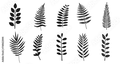 Fern vector illustration. Wild plant leaves hand drawn black on white background. Forest branch silhouette.