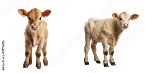 set of calf isolated on transparent background