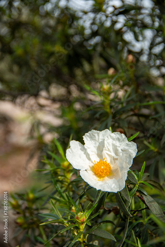 Rock rose, cistus ladanifer, in full bloom with five wide white petals and leaves impregnated with a sticky substance, labdanum. You can see a bee collecting pollen