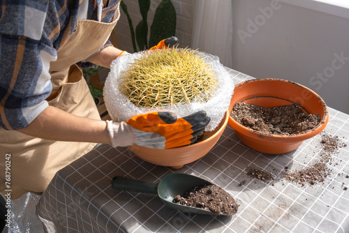 Repotting overgrown home plant large spiny cactus Echinocactus Gruzoni into new bigger pot. A woman in protective gloves wraps a cactus with a bubble wrap so as not to prick herself