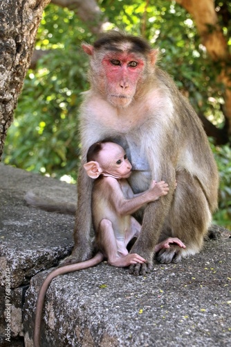 Brown-furred monkey sitting atop a rocky wall, cradling a baby in its arms