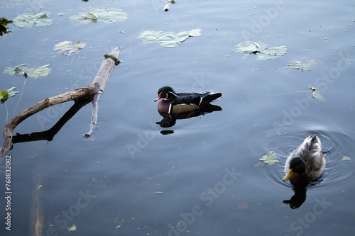 Mallard and Caroline duck swimming in a calm lake