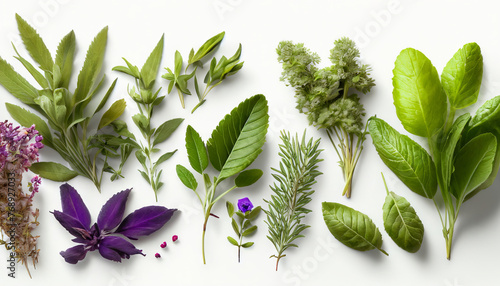 Variety of medicinal plants, each with their unique healing properties, beautifully isolated against a white background, symbolizing nature’s pharmacy