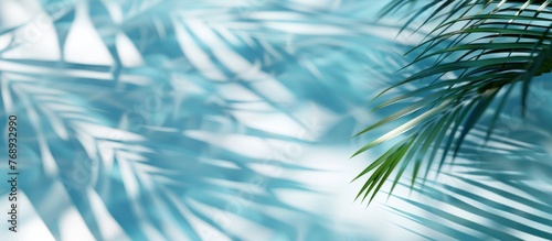 Tropical Palm Shadows on Pastel Blue