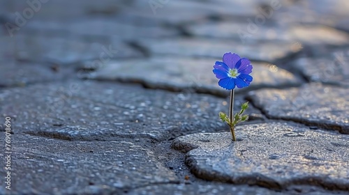 Macro shot of tiny flower sprouting in cracked pavement signifying nature s resilience