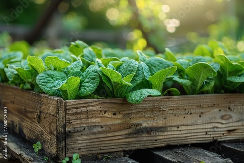 Sunlight illuminates a lush bed of healthy spinach leaves growing abundantly in a rustic wooden box